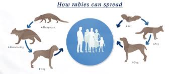 The virus is transmitted through biting and possibly scratching—it gets transferred in the saliva and is highly infectious. 10 Things You Should Know About Rabies Boehringer Ingelheim Com