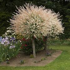The dappled willow is very popular, but when and how do you prune it? Flamingo Willow Salix Hakuro Nishiki Yougarden