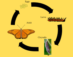 This guide provides activity ideas to promote butterfly conservation and understanding. Life Cycle Of A Butterfly 4 Stages Of A Butterfly Life Cycle