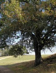 Maybe you would like to learn more about one of these? Tree Guide Oregonforests