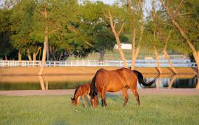 Agriculture in kamloops, british columbia. Horse Country Discover Denton Texas