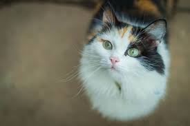 Diatomaceous earth for cats worms. Diatomaceous Earth For Cats A Natural Flea Treatment Petguide