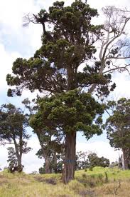 Poles are available in different wooden materials & sizes. The Cultural Significance Of Ohia Lehua Hawaii Magazine