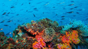 Les Philippines, l'une des meilleures destinations pour le snorkeling |  Philippines Autrement