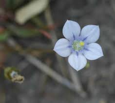 Image result for Wahlenbergia androsacea