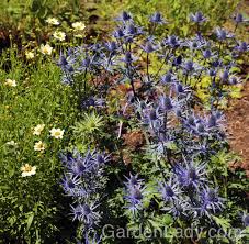 Image result for Aneilema zebrinum