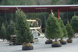 Home economics, univ ersity of illinois. Selection And Care Of Living Christmas Trees Nc State Extension Publications