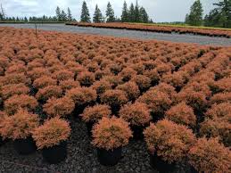 Plantaddicts.com has been visited by 10k+ users in the past month Find Plants Page 18 Wholesale Nursery Supplies Plant Growers In Oregon Nursery Guide