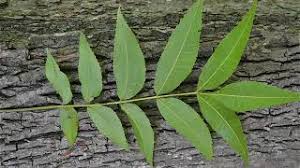 Image result for Carya illinoinensis