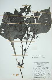 Image result for Brillantaisia oligantha