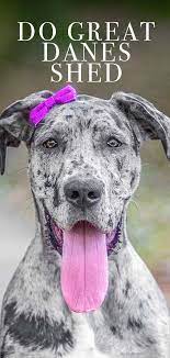 Alopecia in dogs, or hair loss, is a common disorder that causes partial or complete dog hair loss. Do Great Danes Shed Does This Big Breed Have A Shedding Problem