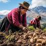 Los pueblos indígenas de los Andes sorprenden a los científicos al revelar una adaptación genética rara vinculada al consumo de papas hace 10,000 años, un descubrimiento que puede cambiar lo que sabemos sobre evolución, alimentación y supervivenci