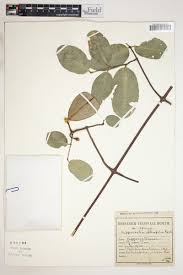 Image result for Hippocratea africana