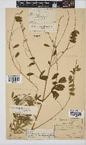 Image result for Tephrosia polystachya