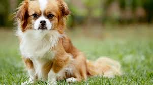 Even though this ancient breed is used to turning heads, their signature flowing coat was designed to be more than just a fashion statement. Fluffy Dog Breeds 34 Small Large And Giant Pups With Long Hair