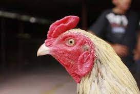 Ciri Mata Ayam Bangkok Bagus Berkarekter Juara Ayam Bangkok Aduan Ayam Bangkok Tahu