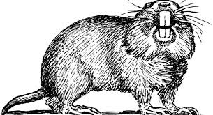 We know that no matter how beautiful your property may appear, it's hard to enjoy any property while you have unwanted pests running around. Getting Rid Of Gophers San Diego Reader