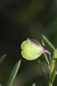 Image result for Securidaca welwitschii