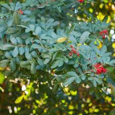 Image result for Schinus