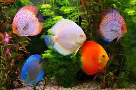My Discus Tank 75 Gallon - Youtube