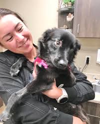 Critter Crusaders Cedar Rapids (@crcrittercrusaders) • Instagram photos and  videos