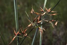 Image result for Bulbostylis macra