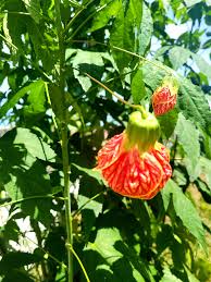 Image result for Abutilon rehmannii