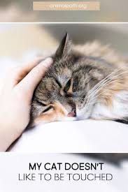 My Cat Doesn T Like To Be Touched In 2020 Cats Cat Behavior Excited Cat