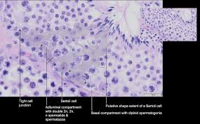 Lh stimulates leydig cells to produce testosterone. Lori Equine