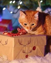 Opening Presents On Opening Presents On Christmas Morning Can Be A Very Exciting Time However Make Su Pet Christmas Presents Cat Pictures For Kids Excited Cat