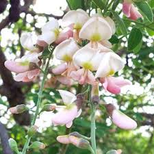 Maybe you would like to learn more about one of these? Eve S Necklace Sun Or Shade Deciduous A Small Pretty Tree Flowers Appear Briefly In Spring With Dangling Seedpods Pers Pretty Trees Plants Texas Plants