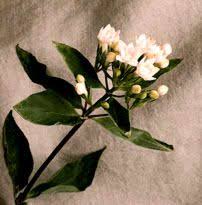 Image result for Bouvardia longiflora