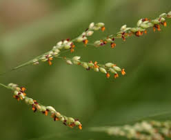 Image result for Panicum coloratum