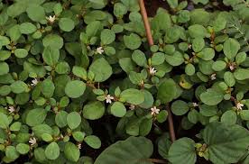 Image result for Trianthema portulacastrum