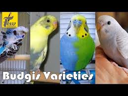 Videos Matching Budgies Veriety And Colors And Their Names