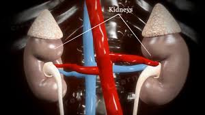 Mar 04, 2021 · a glomerular filtration rate (gfr) test shows how well your kidneys are working. Glomerular Filtration 3d Video Education Youtube