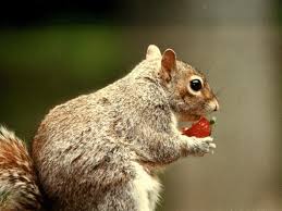 Plant peppermint, onions, and garlic between your other plants to help deter the squirrels. What Do Squirrels Eat What Our Furry Little Friends Find Tasty