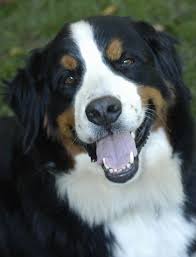 Bernese Mountain Dog Black And White Close Up A Black With White And Tan Bernese Mountain Dog Is Sitting In Grass And He Is Looking Up His Head Is Slightly Dogs Large Dogs Bernese Mountain Dog