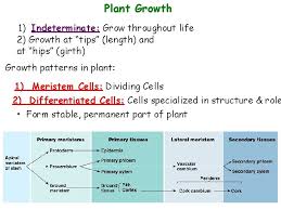 Meristematic cell division plant girth. Tissues And Primary Growth Of Stems The Plant