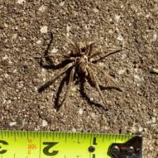 Spiders In Oklahoma Species Pictures