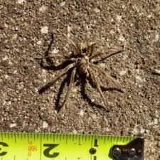 spiders in oklahoma species pictures