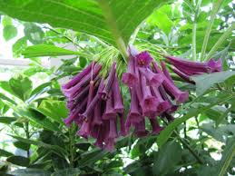 Image result for Iochroma cyaneum