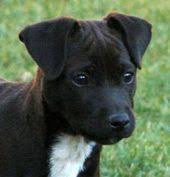 Pictures Of Patterdale Terrier Dog Breed Patterdale Terrier Patterdale Terrier Puppy Terrier Dog Breeds