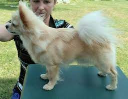  Dijual Anjing Chihuahua Available For Stud Chihuahua Long Coat Lokasi Jakarta Selatan Minat Hub 087788109755 No I Chihuahua Love Chihuahua Dog Tshirt