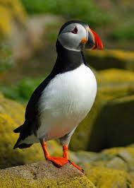 Image result for seabird