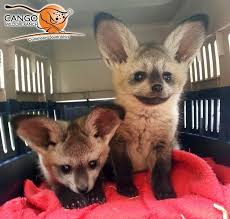 Meet Becky Bandit Bat Eared Fox Cute Animals Cute Baby Animals