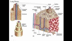 Compact Bone Diagram Koibana Info Anatomy Bones Anatomy Human Anatomy Drawing