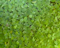 Image result for Pistia