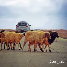 خراف الحمادة الحمادة الحمراء ليبيا Sheep Crossing The High Way Alhamada Alhamra Libya شكـرا علي دعمكم Instagram Posts Instagram Discover