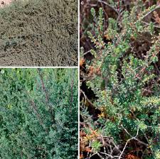 Image result for Suaeda vermiculata